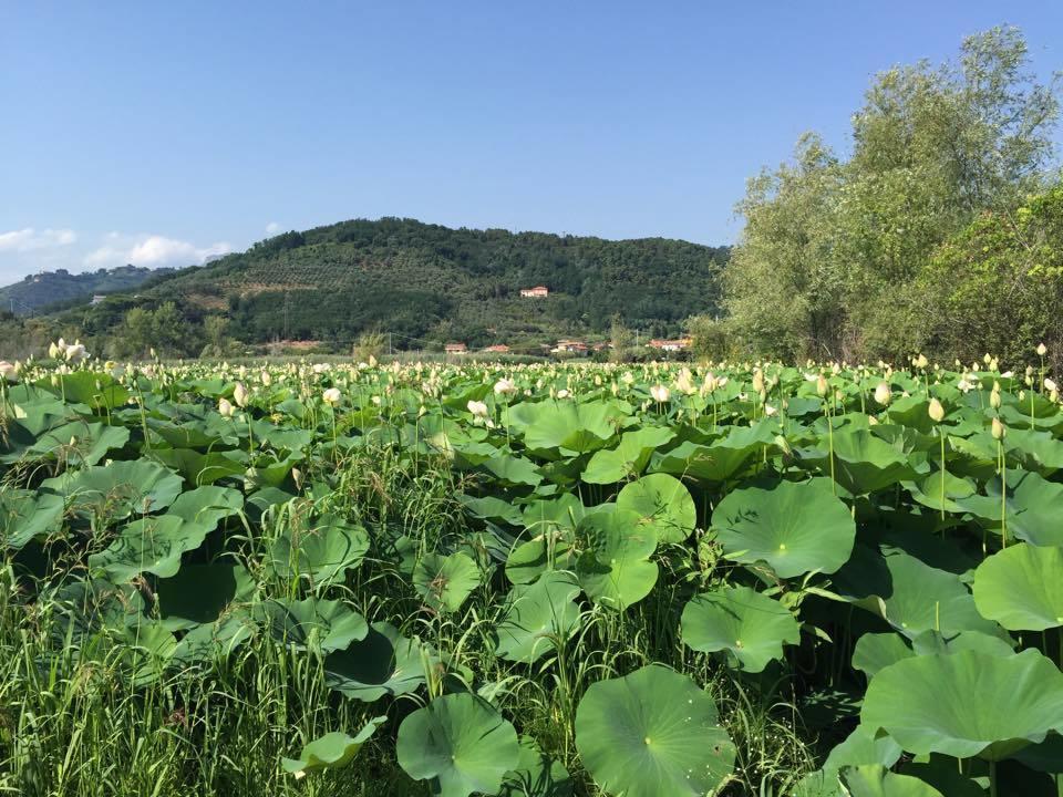 Cecco Di Nara Ξενοδοχείο Massarosa Εξωτερικό φωτογραφία